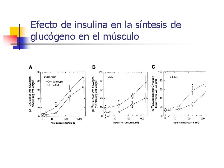 Efecto de insulina en la síntesis de glucógeno en el músculo 
