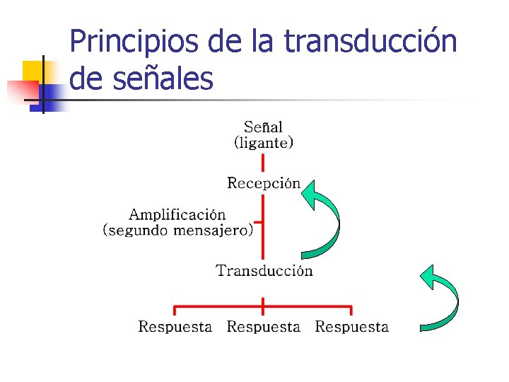 Principios de la transducción de señales 