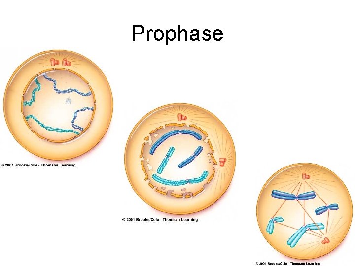 Prophase 