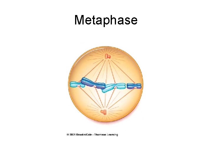 Metaphase 