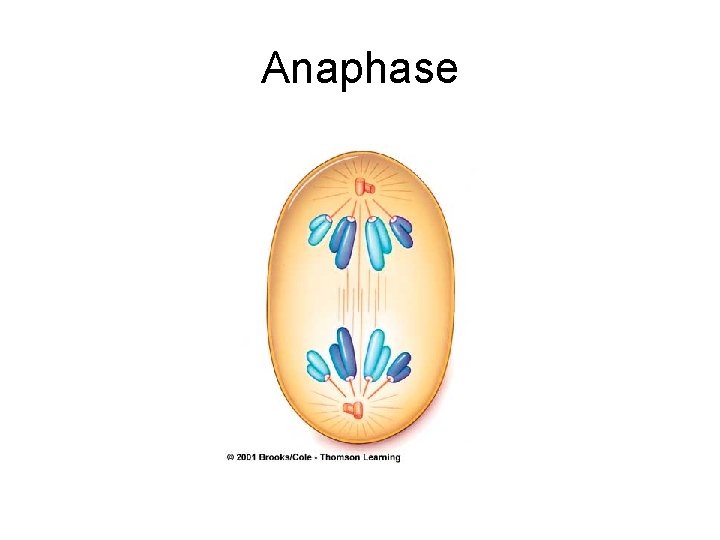 Anaphase 