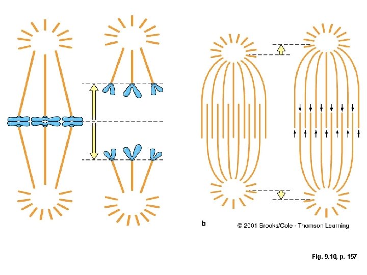 Fig. 9. 10, p. 157 