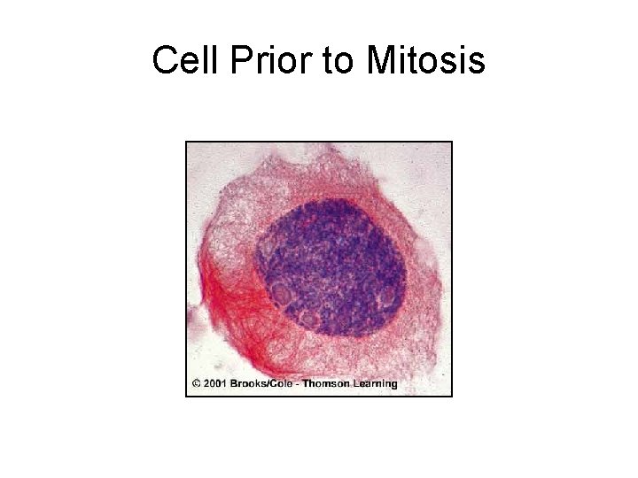 Cell Prior to Mitosis 