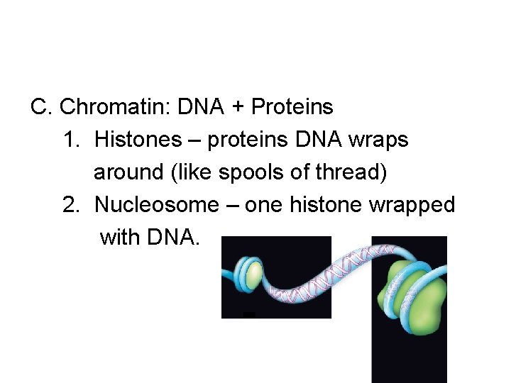 C. Chromatin: DNA + Proteins 1. Histones – proteins DNA wraps around (like spools
