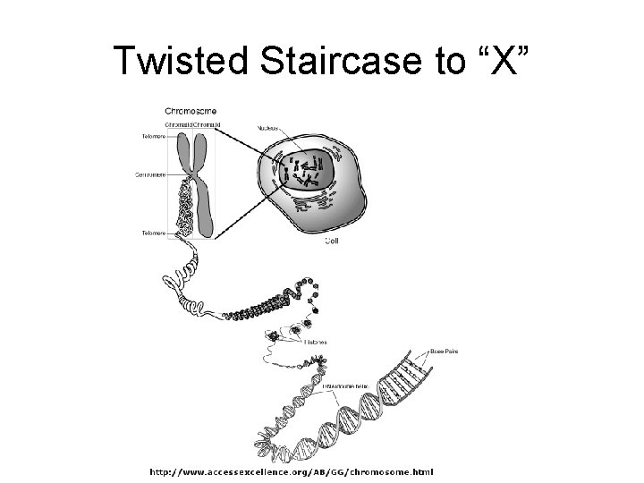 Twisted Staircase to “X” 