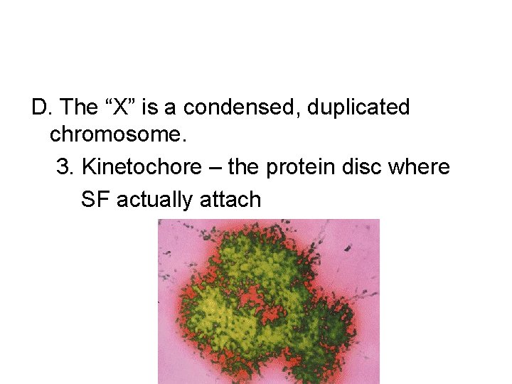 D. The “X” is a condensed, duplicated chromosome. 3. Kinetochore – the protein disc