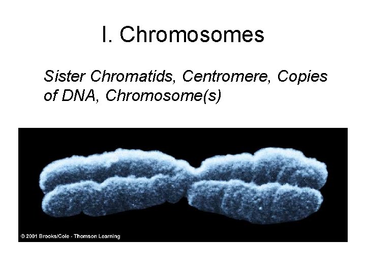 I. Chromosomes Sister Chromatids, Centromere, Copies of DNA, Chromosome(s) 