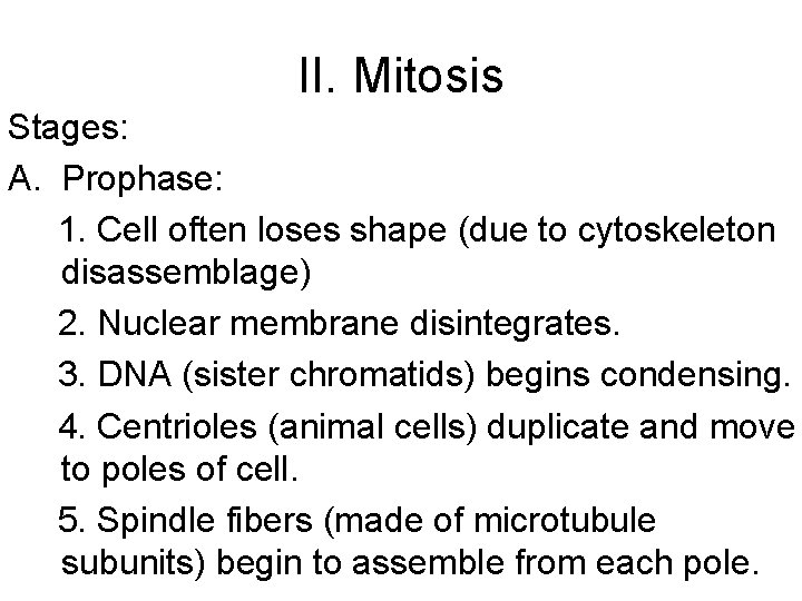 II. Mitosis Stages: A. Prophase: 1. Cell often loses shape (due to cytoskeleton disassemblage)