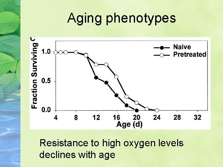 Aging phenotypes Resistance to high oxygen levels declines with age 