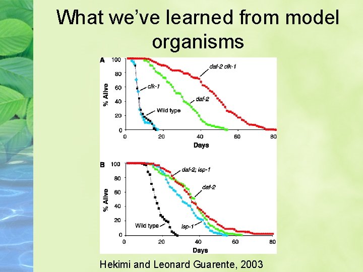 What we’ve learned from model organisms Hekimi and Leonard Guarente, 2003 