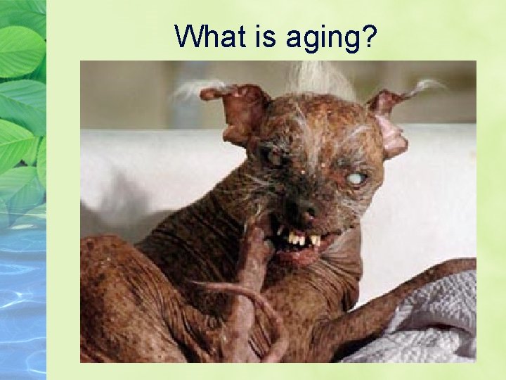 What is aging? 