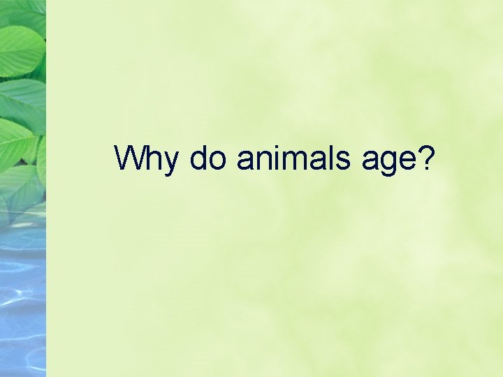 Why do animals age? 