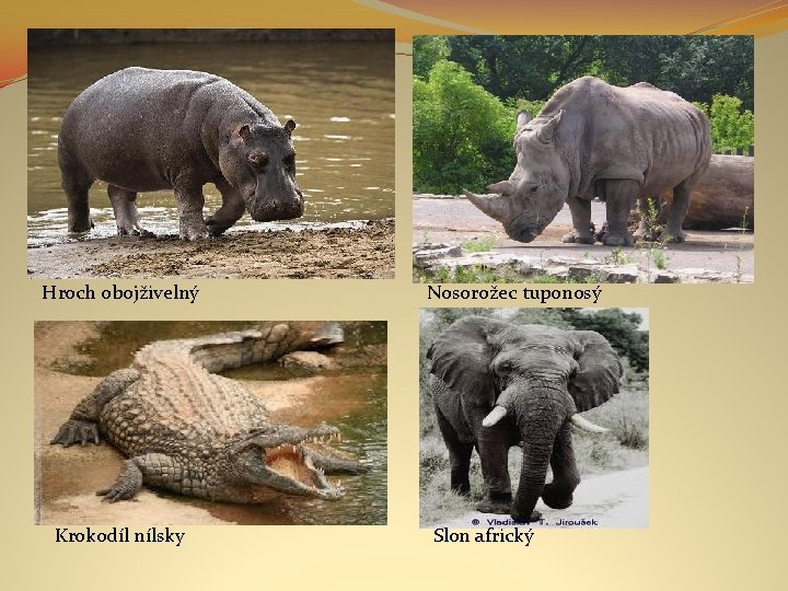 Hroch obojživelný Krokodíl nílsky Nosorožec tuponosý Slon africký 