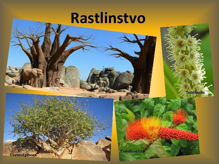 Rastlinstvo Baobab Terminalia Commiphora Combretum 