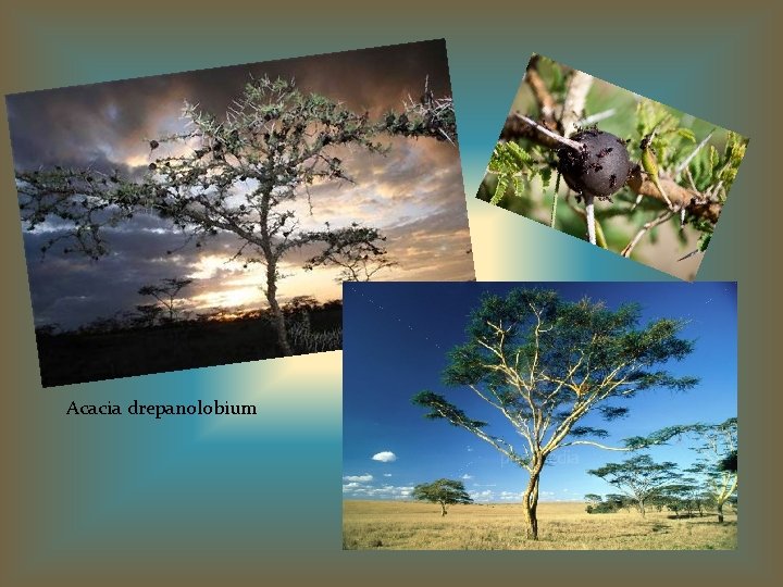 Acacia drepanolobium 
