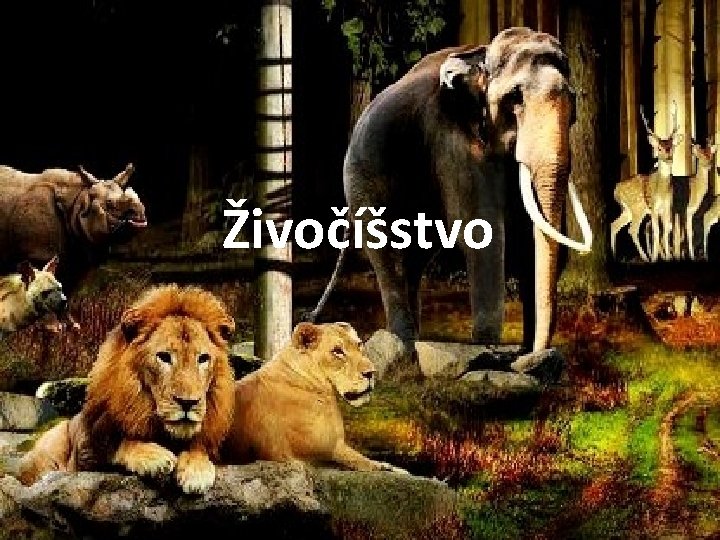 Živočíšstvo 