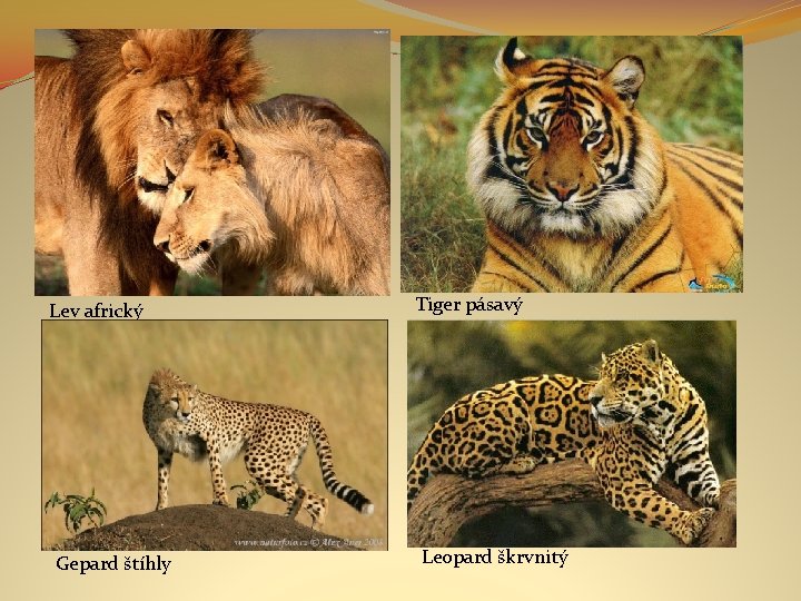 Lev africký Gepard štíhly Tiger pásavý Leopard škrvnitý 