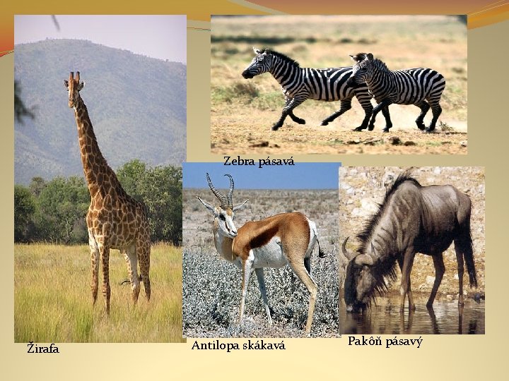 Zebra pásavá Žirafa Antilopa skákavá Pakôň pásavý 