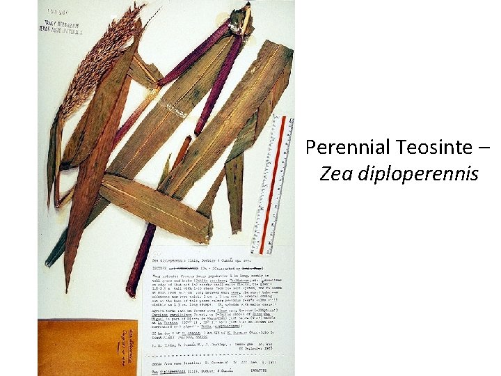 Perennial Teosinte – Zea diploperennis 