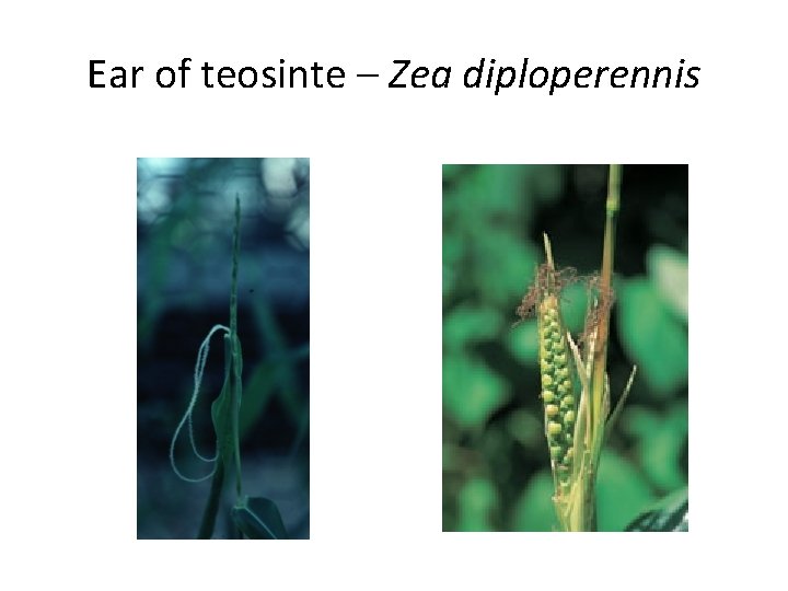 Ear of teosinte – Zea diploperennis 