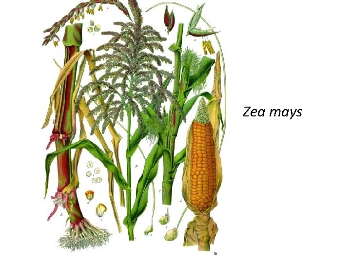 Zea mays 