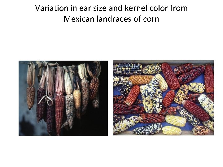 Variation in ear size and kernel color from Mexican landraces of corn 