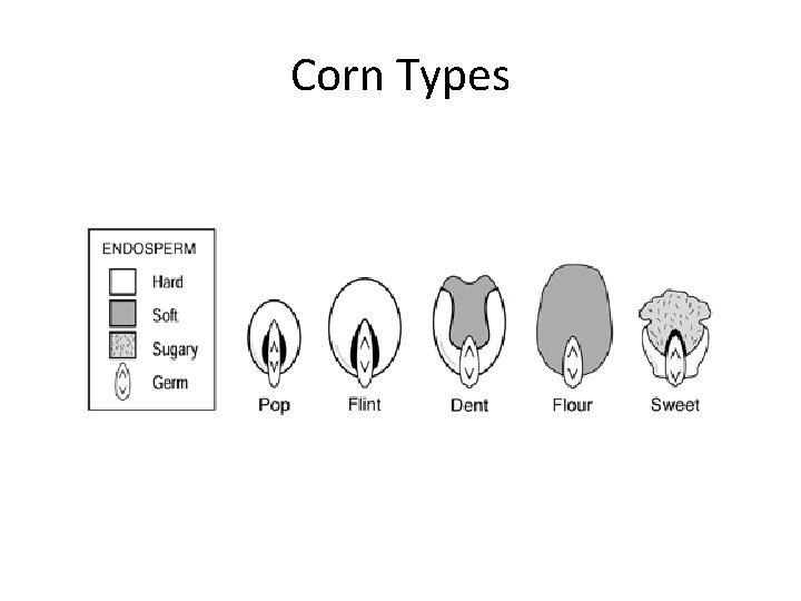 Corn Types 