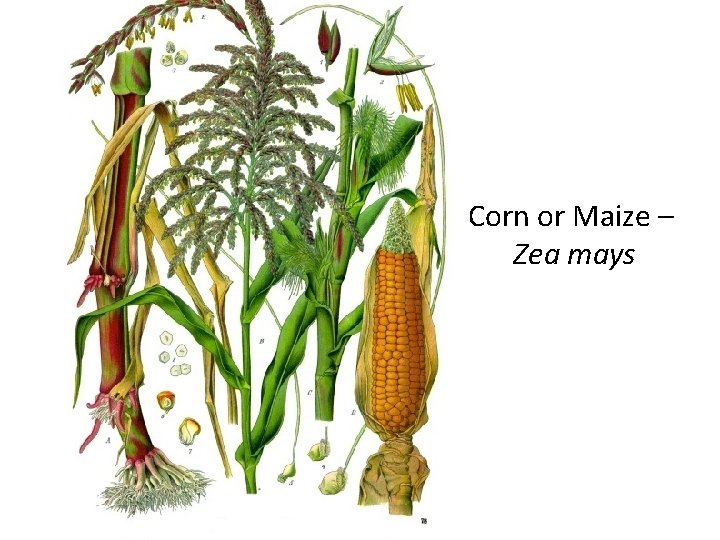 Corn or Maize – Zea mays 