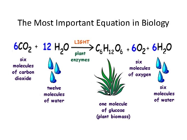The Most Important Equation in Biology The Most Important Equation in Biology