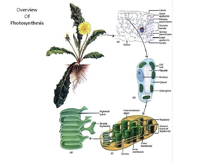 Overview Of Photosynthesis Overview Of Photosynthesis