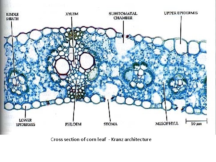 Cross section of corn leaf - Kranz architecture 