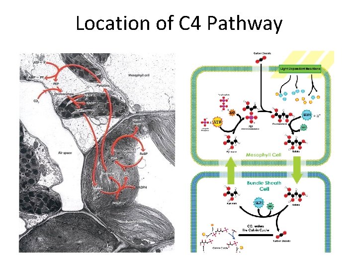 Location of C 4 Pathway Location of C 4 Pathway