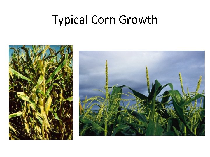 Typical Corn Growth 