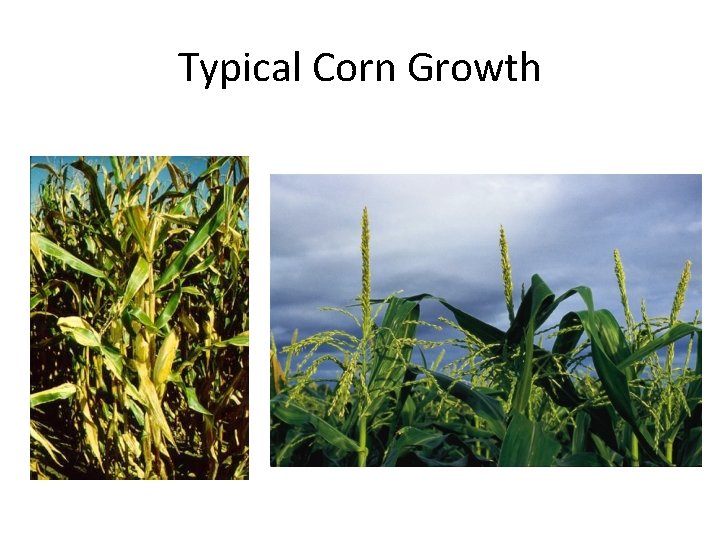 Typical Corn Growth Typical Corn Growth
