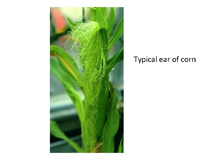 Typical ear of corn Typical ear of corn