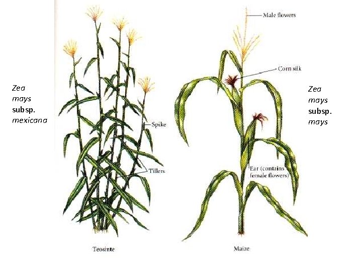 Zea mays subsp. mexicana Zea mays subsp. mays Zea mays subsp. mexicana Zea mays subsp. mays