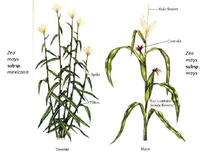 Zea mays subsp. mexicana Zea mays subsp. mays 