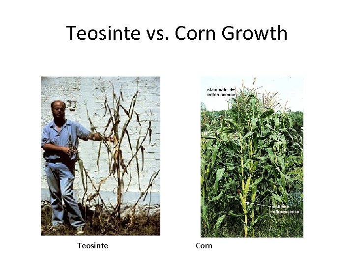 Teosinte vs. Corn Growth Teosinte Corn Teosinte vs. Corn Growth Teosinte Corn