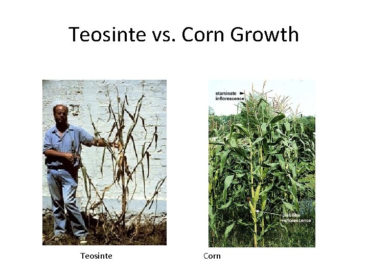 Teosinte vs. Corn Growth Teosinte Corn 