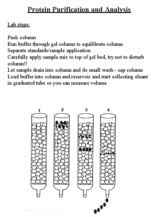 Protein Purification and Analysis Lab steps: Pack column Run buffer through gel column to