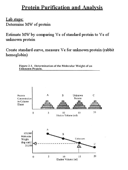 Protein Purification and Analysis Lab steps: Determine MW of protein Estimate MW by comparing