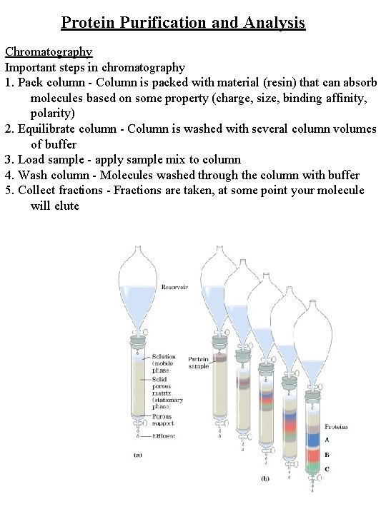 Protein Purification and Analysis Chromatography Important steps in chromatography 1. Pack column - Column