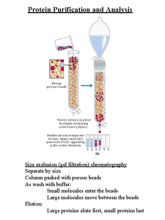 Protein Purification and Analysis Size exclusion (gel filtration) chromatography Separate by size Column packed