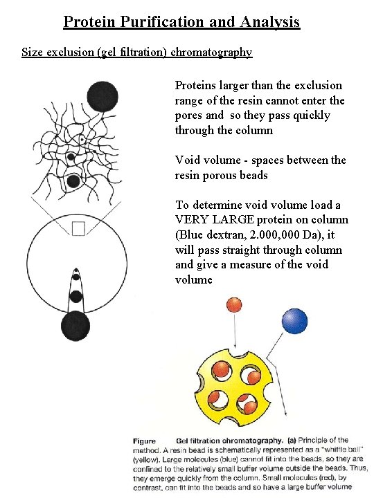 Protein Purification and Analysis Size exclusion (gel filtration) chromatography Proteins larger than the exclusion