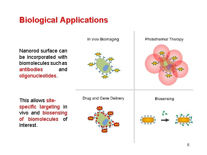 Biological Applications Nanorod surface can be incorporated with biomolecules such as antibodies and oligonucleotides.
