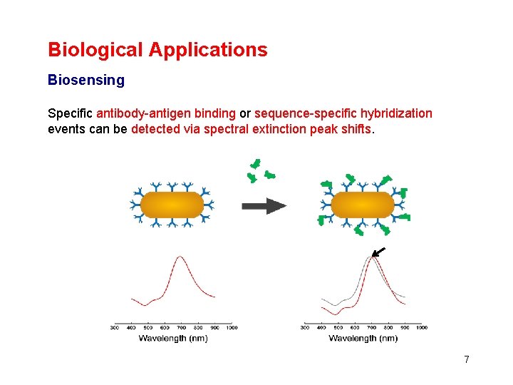 Biological Applications Biosensing Specific antibody-antigen binding or sequence-specific hybridization events can be detected via