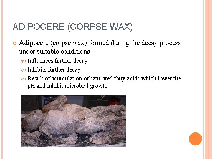 ADIPOCERE (CORPSE WAX) Adipocere (corpse wax) formed during the decay process under suitable conditions.