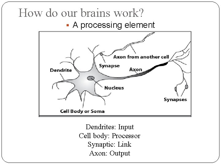 How do our brains work? A processing element Dendrites: Input Cell body: Processor Synaptic:
