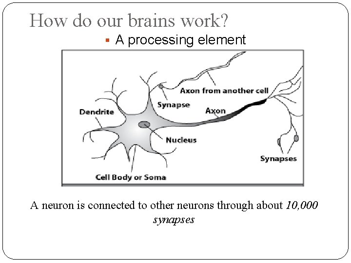 How do our brains work? A processing element A neuron is connected to other