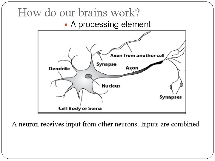 How do our brains work? A processing element A neuron receives input from other